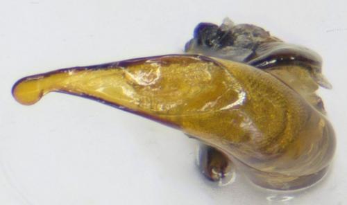 Pterostichus amoenus schuleri